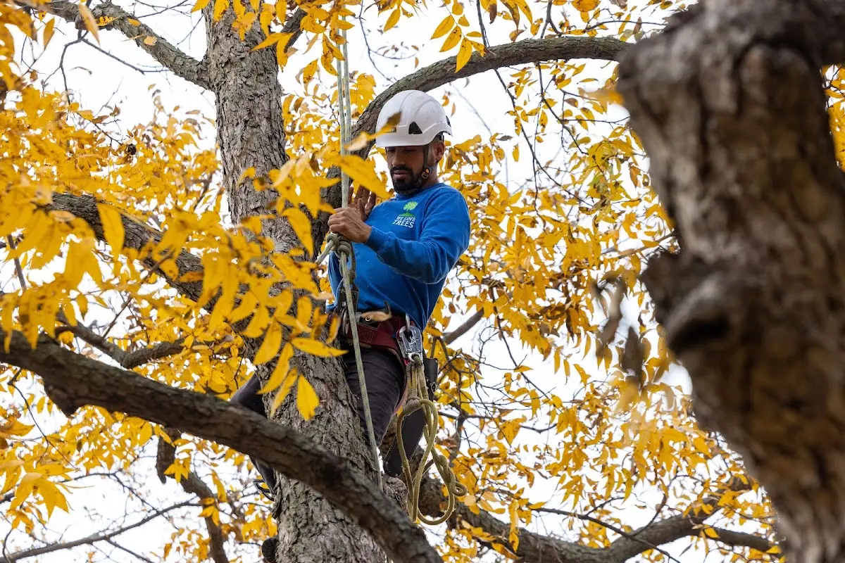 Skilled Tree Transplanting crew working in Hop Bottom