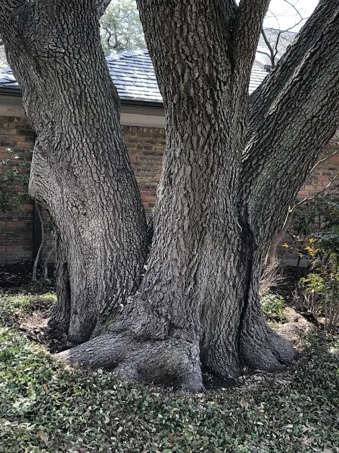 Mature heritage tree close to a Hop Bottom property cared for by certified arborists